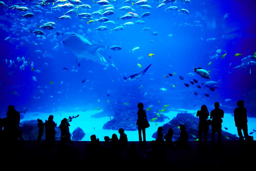 DeZoos Oceanarium Oceanario
